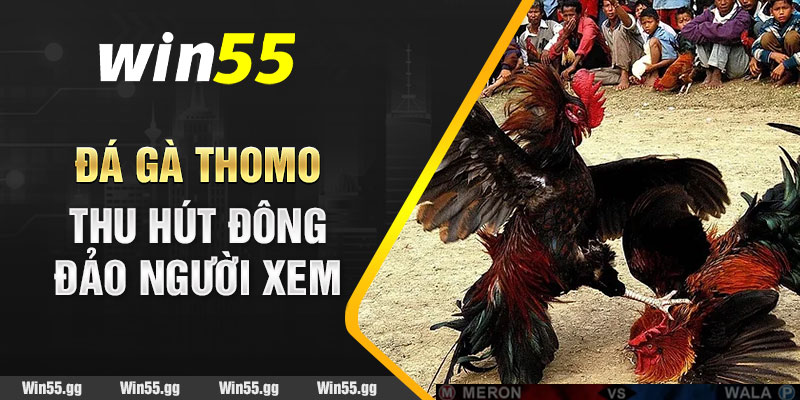 Đá gà Thomo thu hút đông đảo người xem