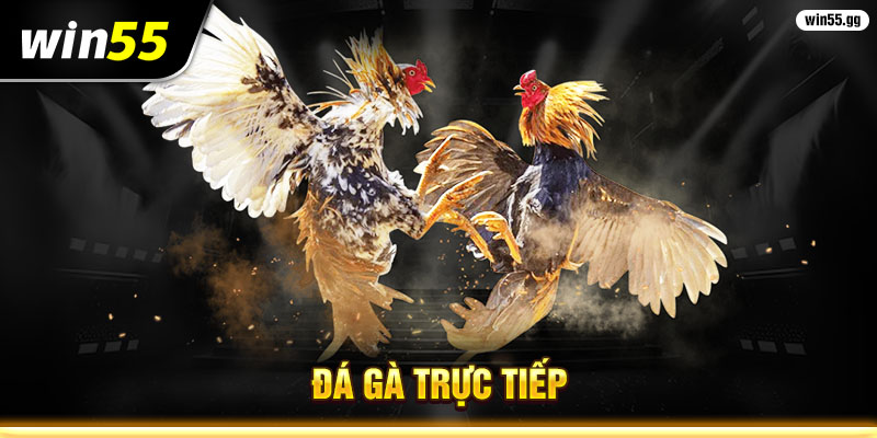 đá gà trực tiếp