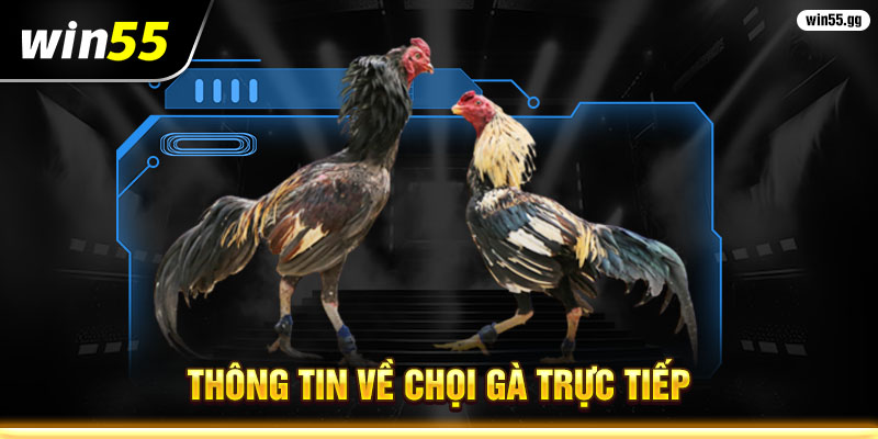 Thông tin về chọi gà trực tiếp