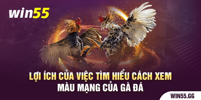 Lợi ích của việc tìm hiểu cách xem màu mạng của gà đá 