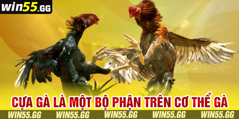 Cựa gà là một bộ phận trên cơ thể gà