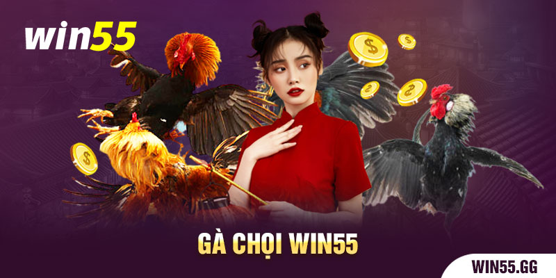 gà chọi Win55