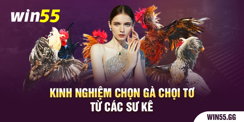 Kinh nghiệm chọn gà chọi trực tiếp từ các sư kê