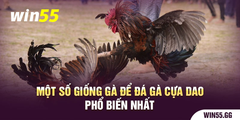 Một số giống gà để đá gà cựa dao phổ biến nhất