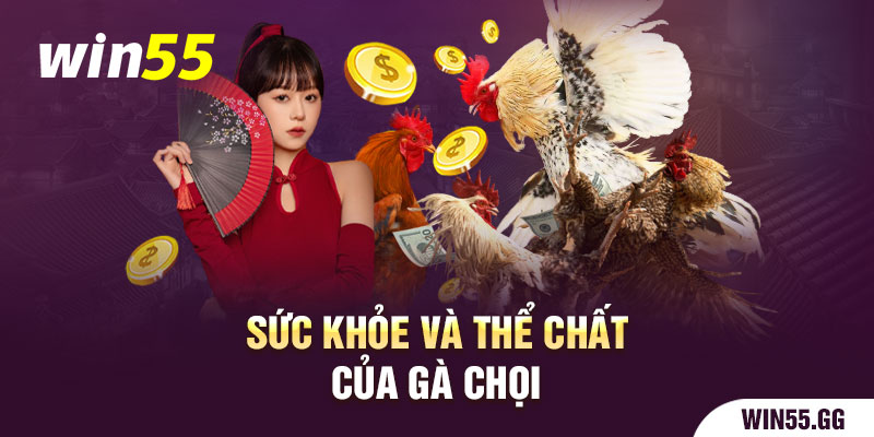 Sức khỏe và thể chất của gà chọi