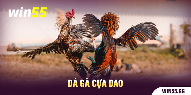 đá gà cựa dao