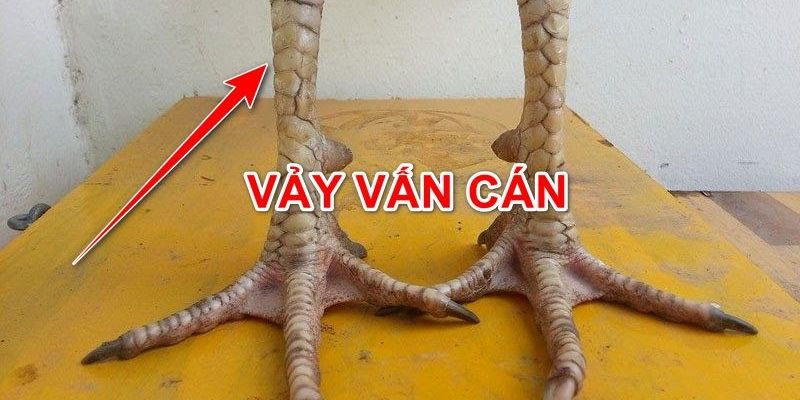 Vảy gà vấn cán - Hé lộ sự thật đằng sau loại vảy hiếm