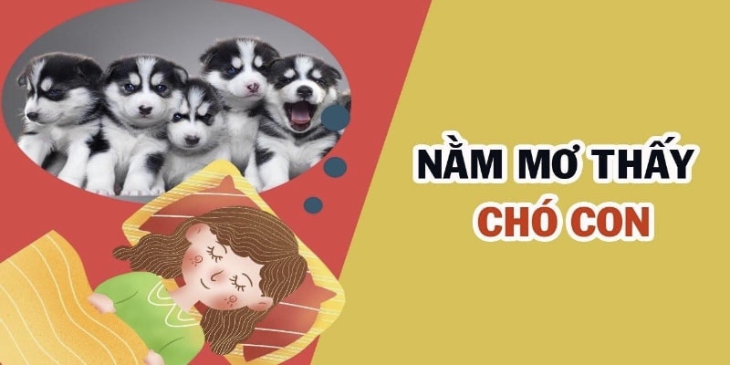 Giấc chiêm bao thấy chó mang theo nhiều số may mắn